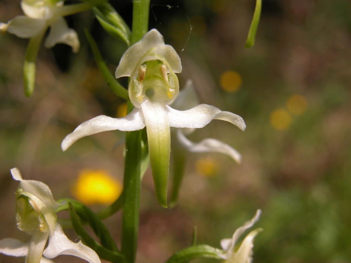 Orchid, Greater Butterfly flower